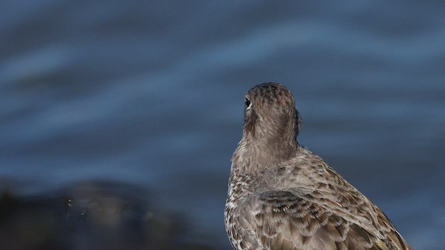 Rock Sandpiper - ML477855241