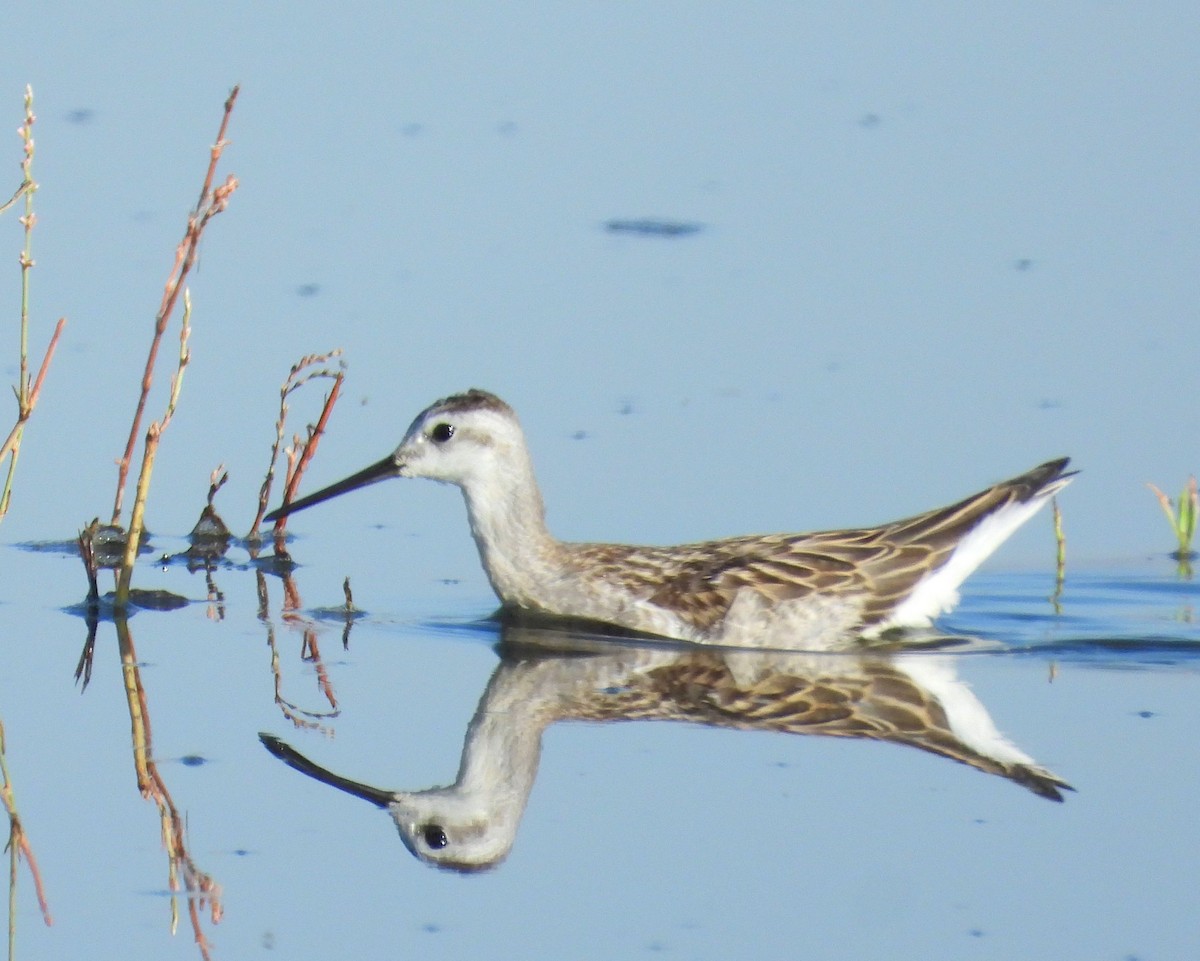 hvithalesvømmesnipe - ML477855911