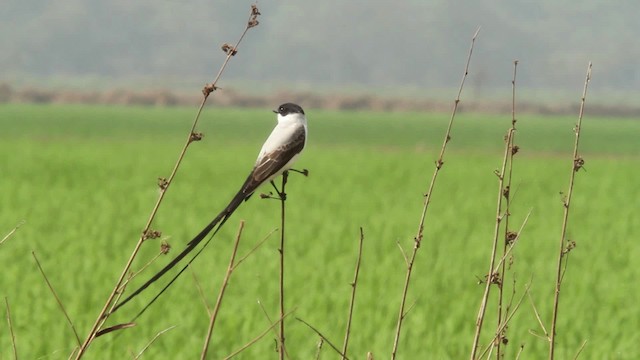 Gabelschwanz-Königstyrann - ML477856