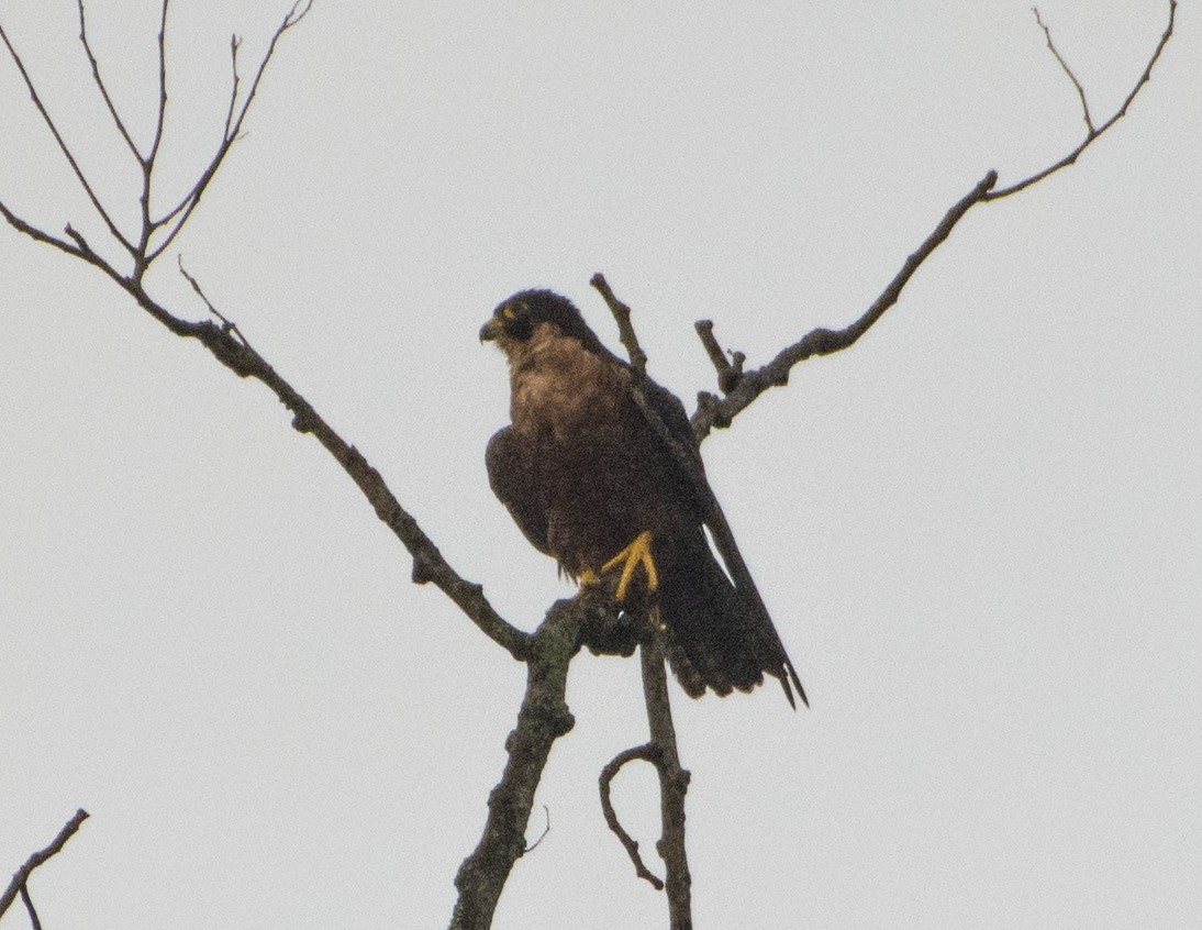 Peregrine Falcon (Shaheen) - ML477856911
