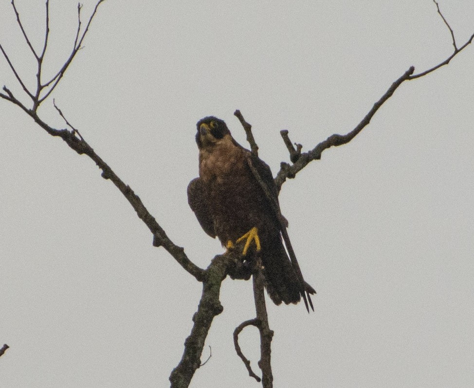 Peregrine Falcon (Shaheen) - ML477856921