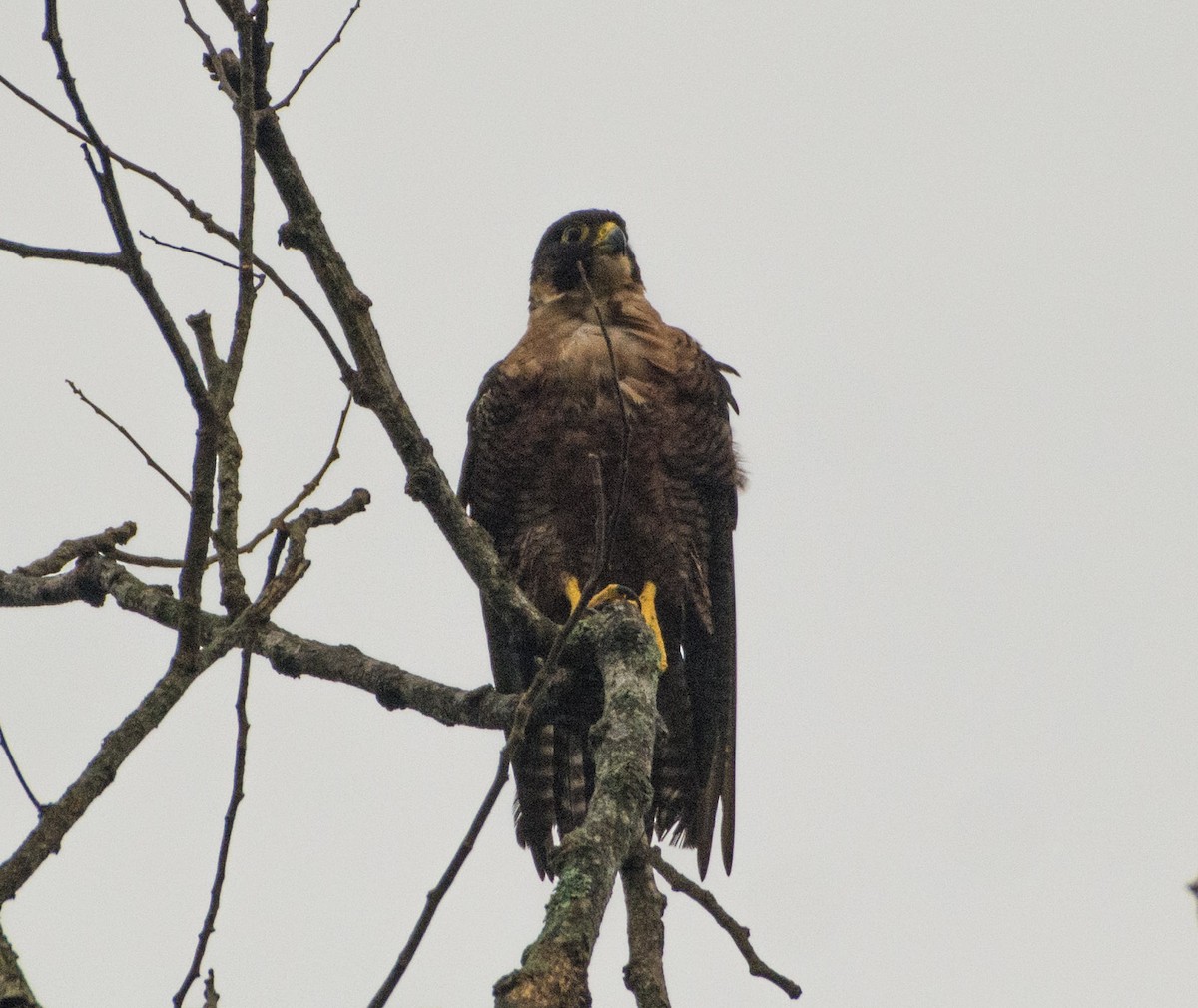 Peregrine Falcon (Shaheen) - ML477856931