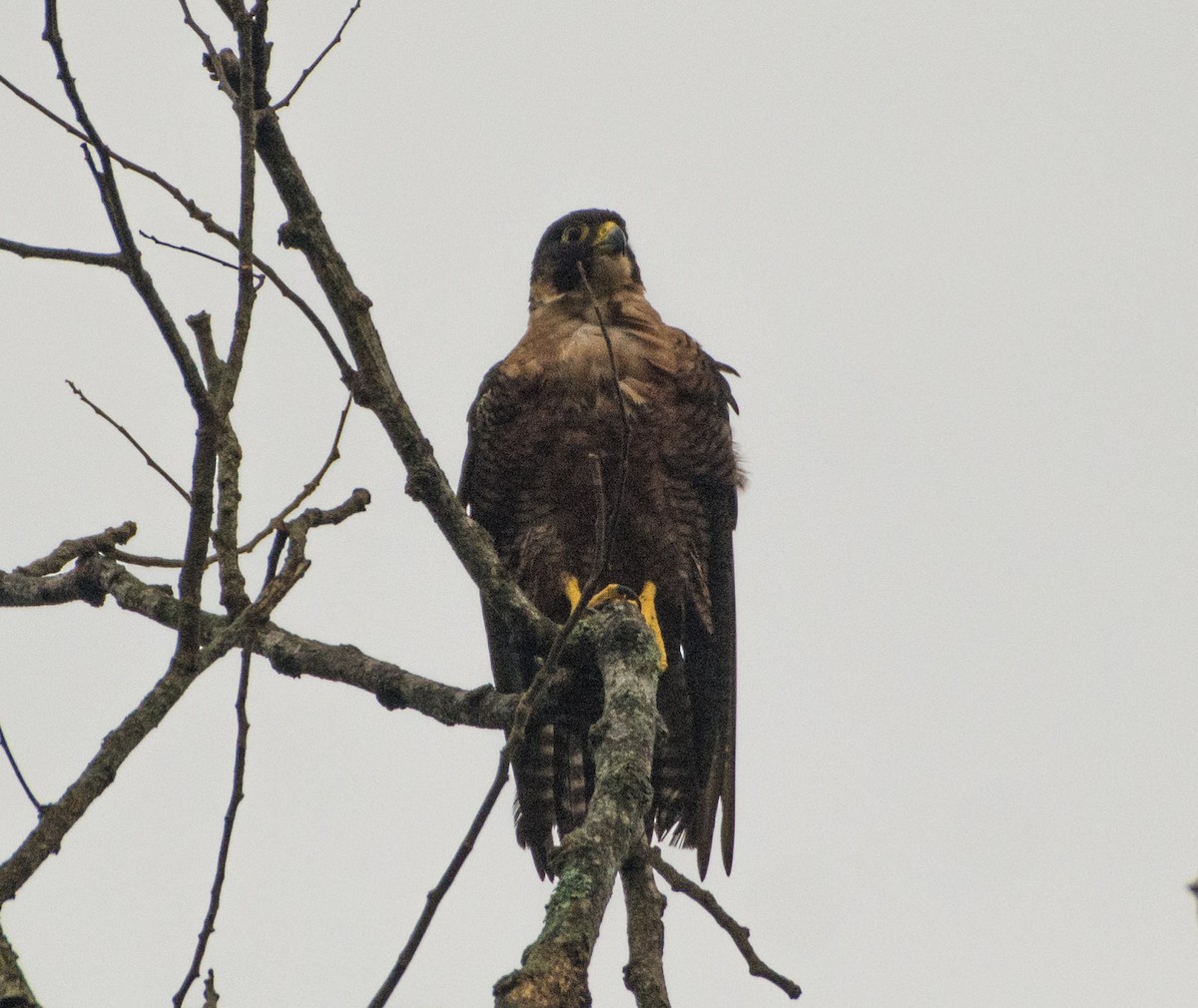 Halcón Peregrino (peregrinator) - ML477856931