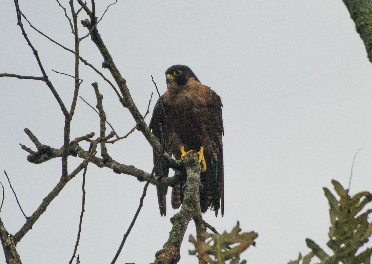 Peregrine Falcon (Shaheen) - ML477856941