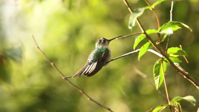 Blaukron-Degenflügel (Yucatándegenflügel) - ML477857