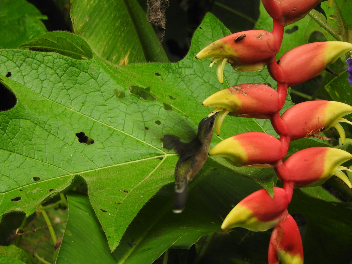 Rufous-breasted Hermit - ML477857711