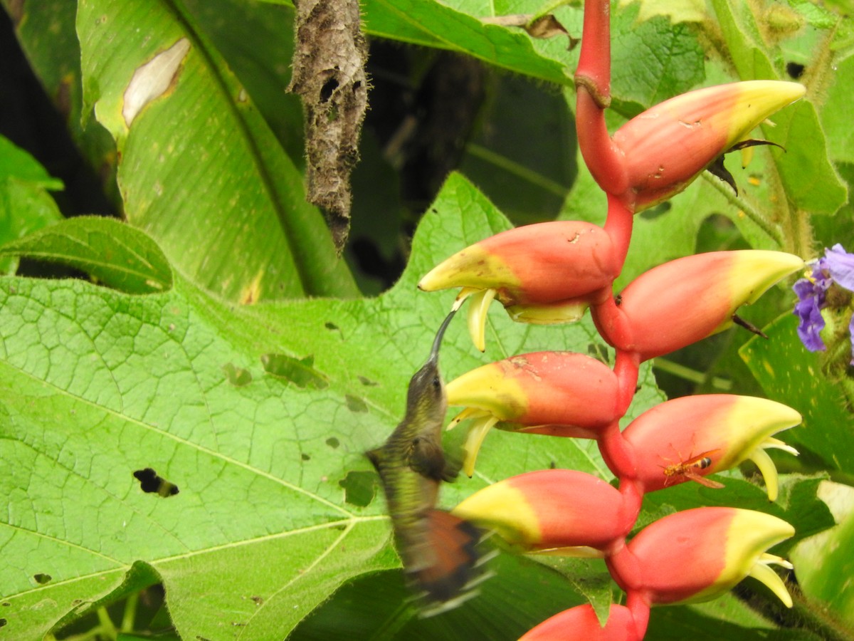 Rufous-breasted Hermit - ML477857721