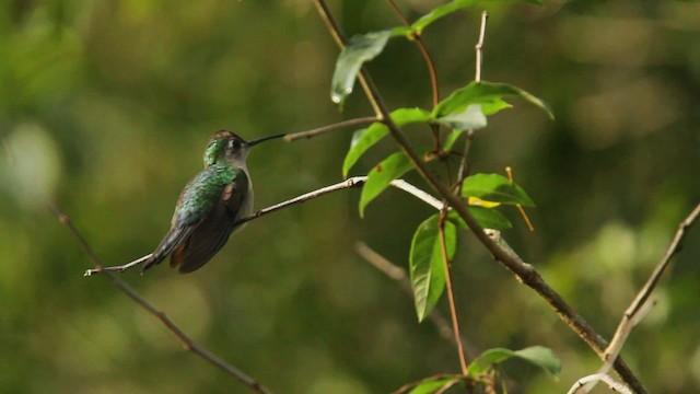 Blaukron-Degenflügel (Yucatándegenflügel) - ML477858