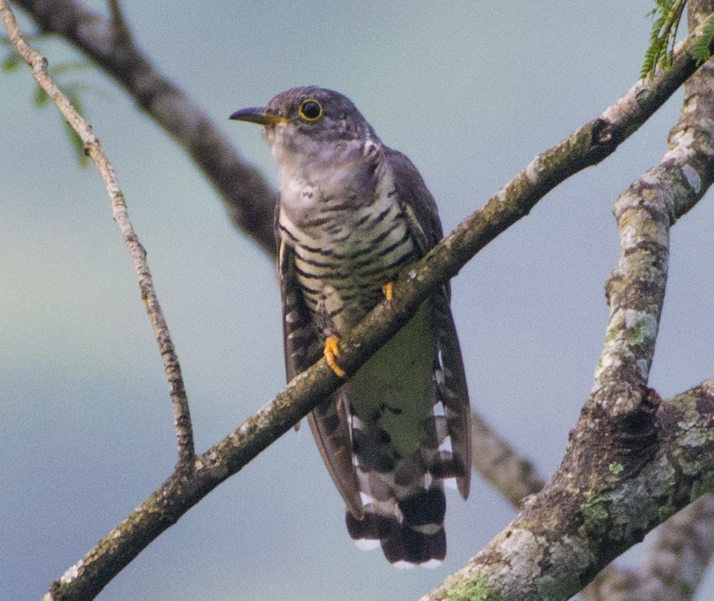 Indian Cuckoo - SWARUP SAHA