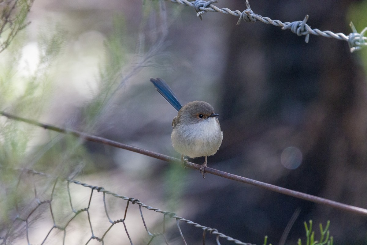 Superb Fairywren - Richard and Margaret Alcorn