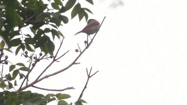 Rose-throated Tanager - ML477859