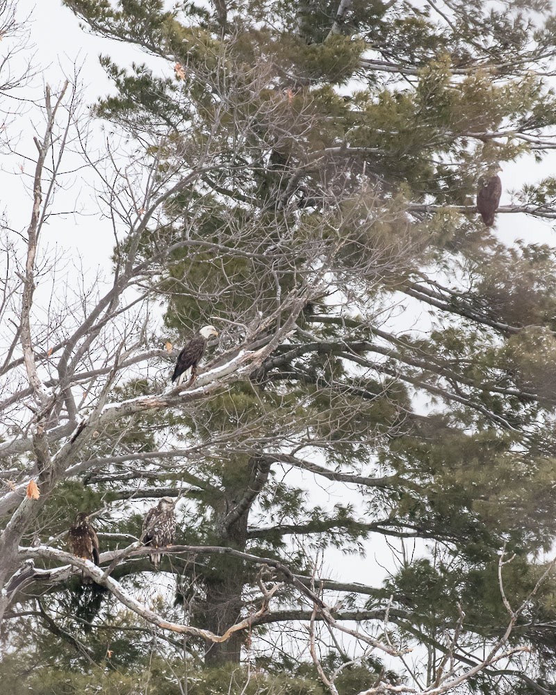 Bald Eagle - ML47785901