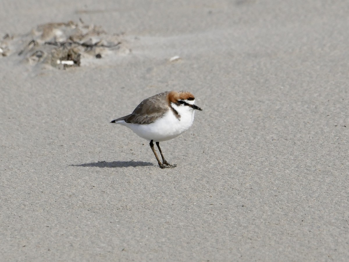 Red-capped Plover - ML477859321