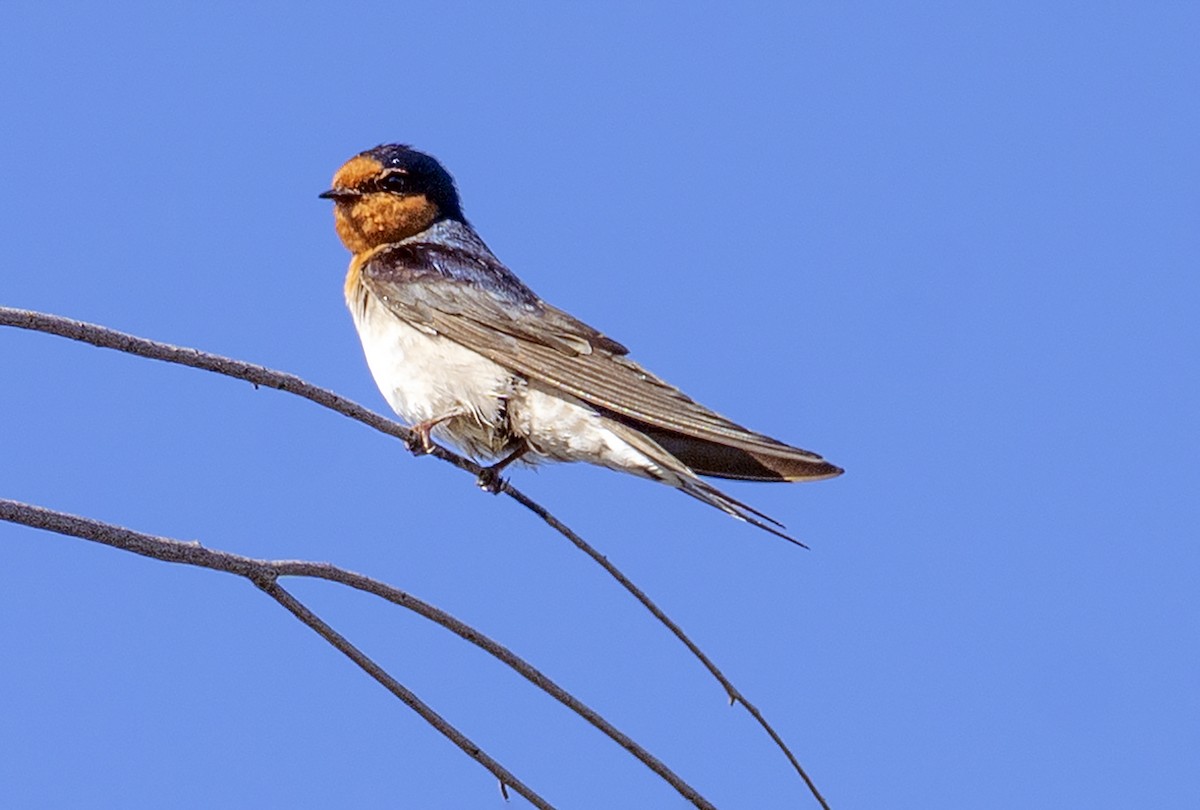 Welcome Swallow - David Carson