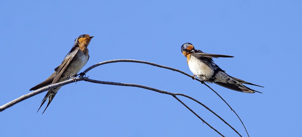 Golondrina Australiana - ML477859881