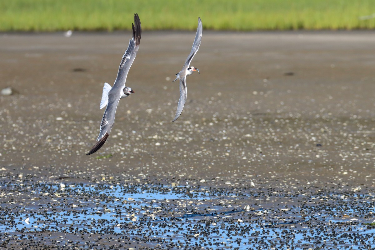 Laughing Gull - ML477860081