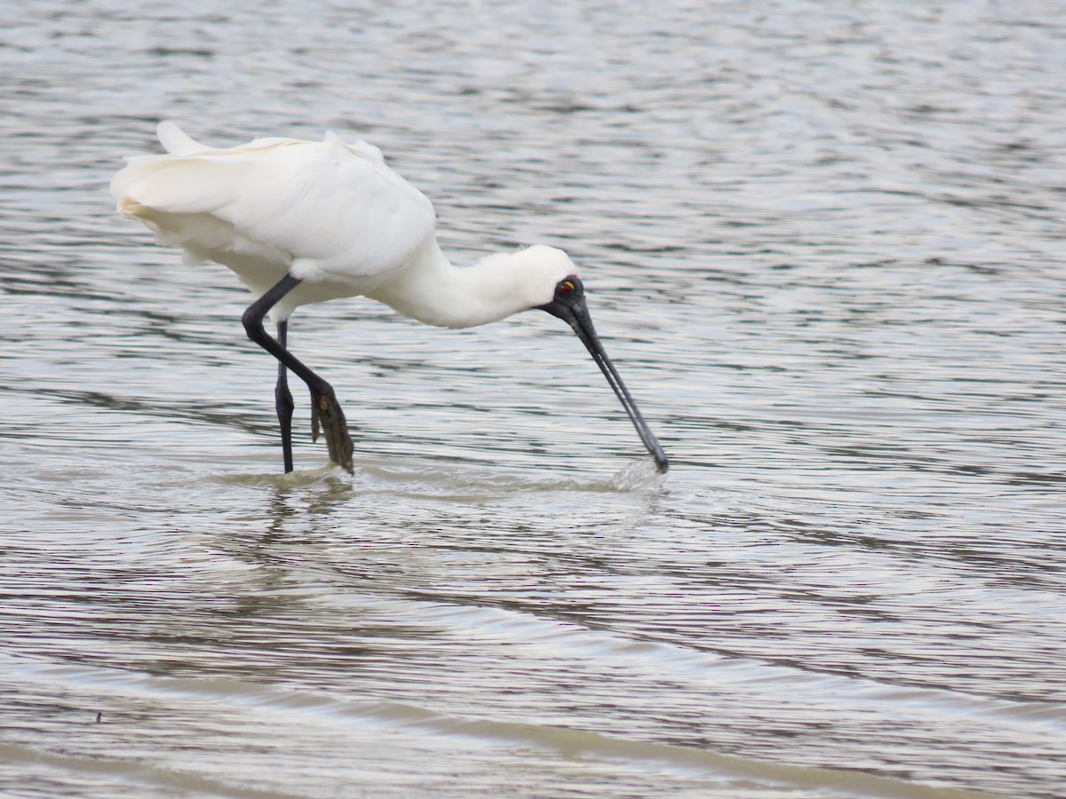 Royal Spoonbill - ML477862541