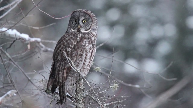 Great Gray Owl - ML477867