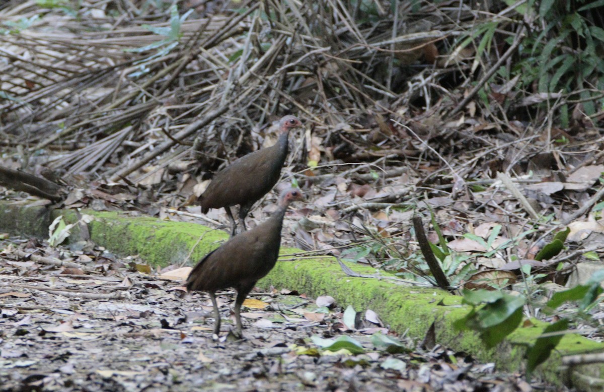 Philippine Megapode - ML477867081