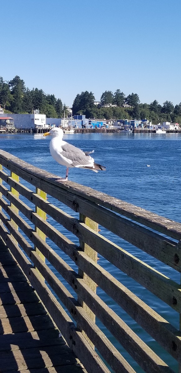 Gaviota Occidental - ML477867411