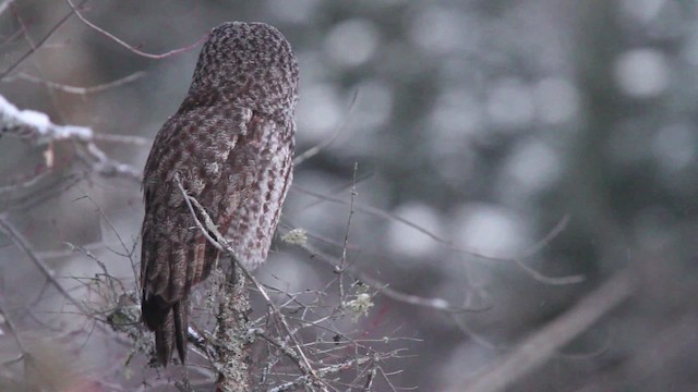 Great Gray Owl - ML477868