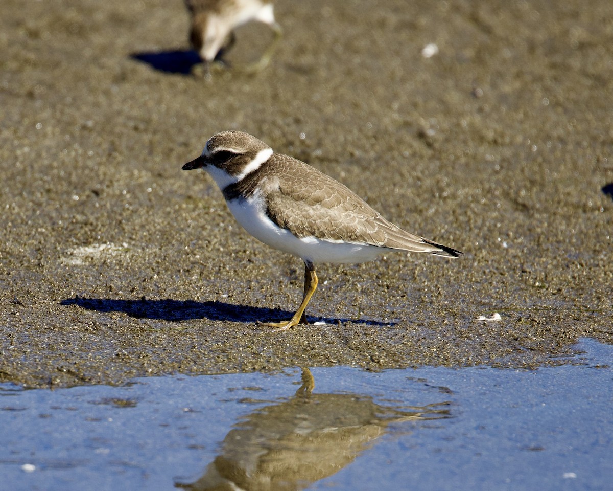 Semipalmated Plover - ML477868171