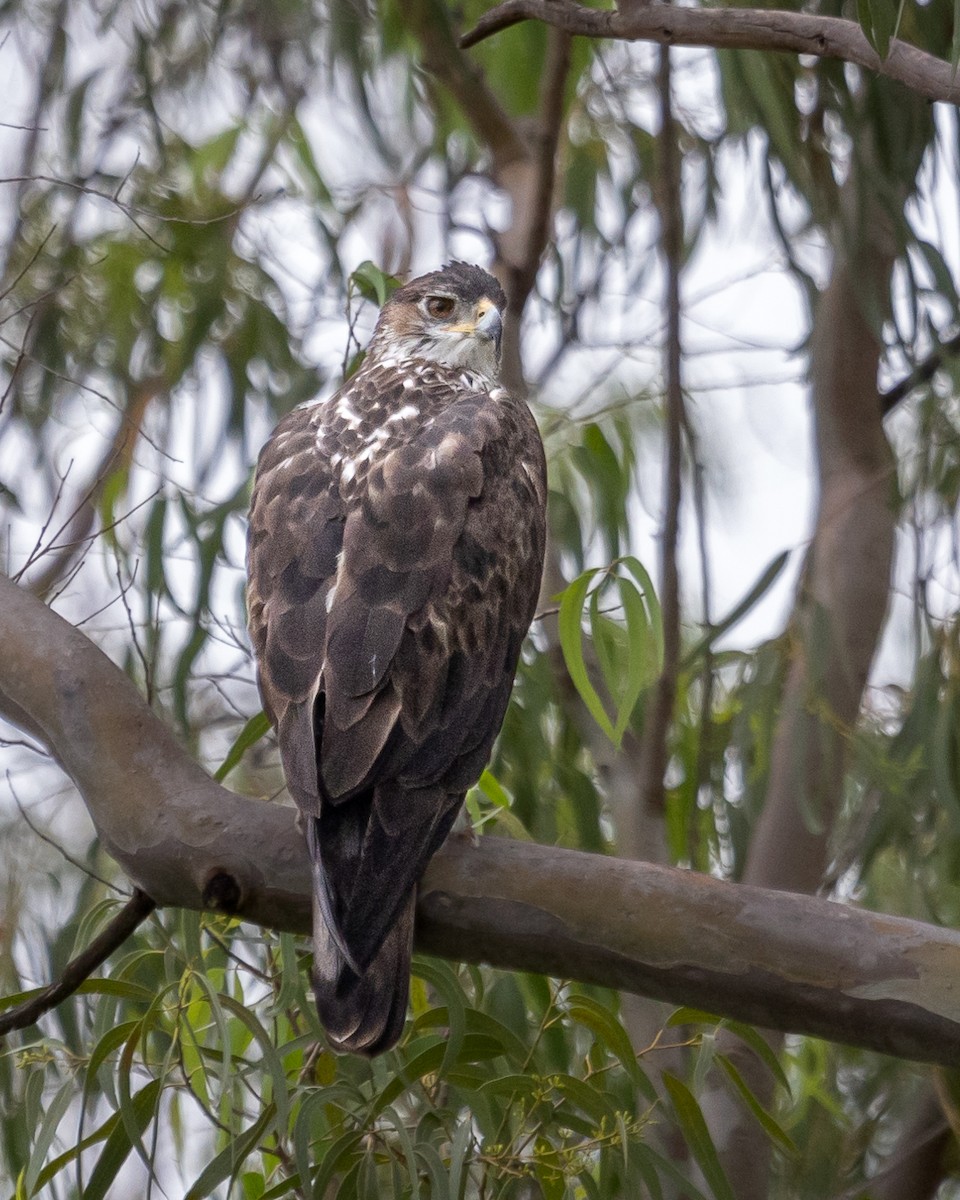 Bonelli's Eagle - ML477868191