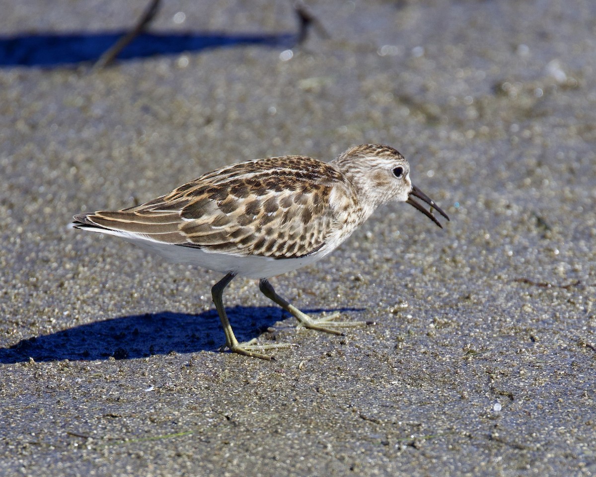 Least Sandpiper - ML477868331