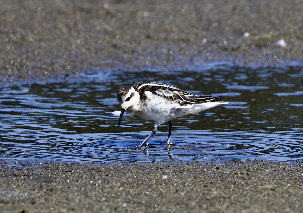 Red-necked Phalarope - ML477869321