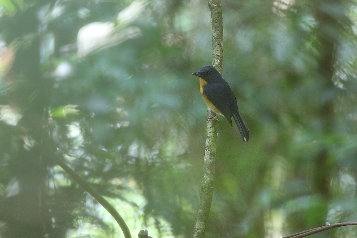 Meratus Blue Flycatcher - James Eaton