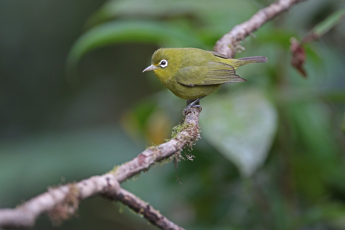 Meratus White-eye - ML477870641