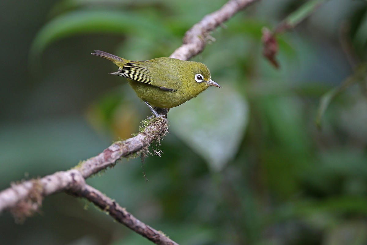 Meratus White-eye - ML477870651