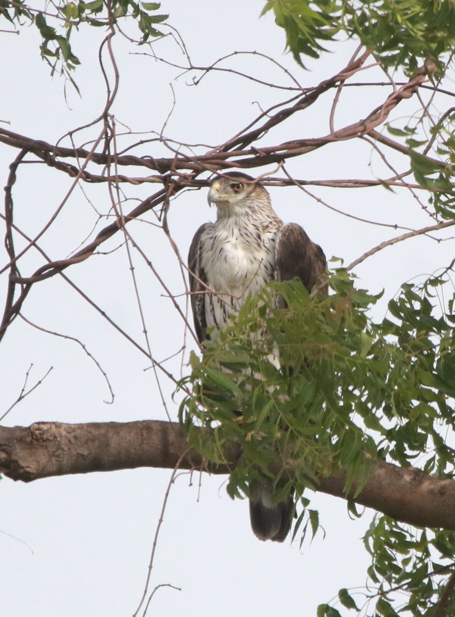 Bonelli's Eagle - ML477870951