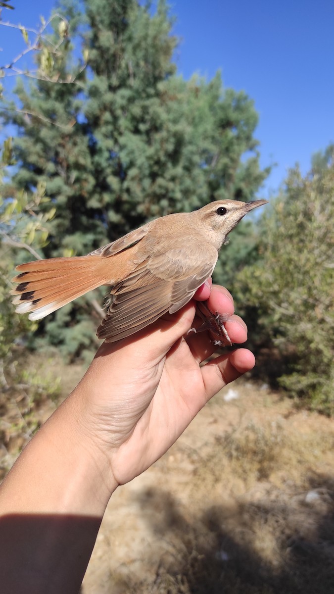 Rufous-tailed Scrub-Robin - ML477871271