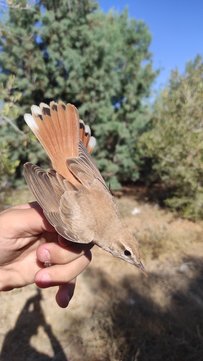 Rufous-tailed Scrub-Robin - צבי שוורצפוקס