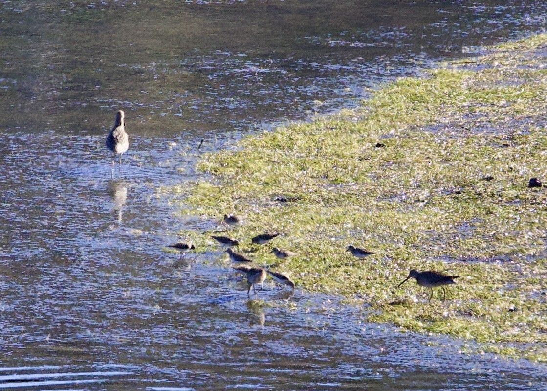 Kampfläufer - ML477871351