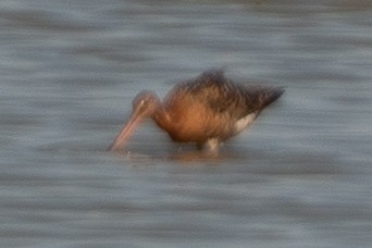 黑尾鷸 - ML477872921