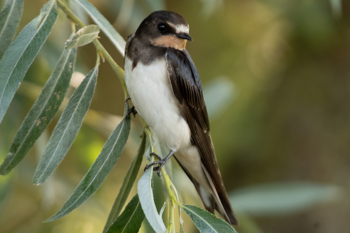 Barn Swallow - ML477873061