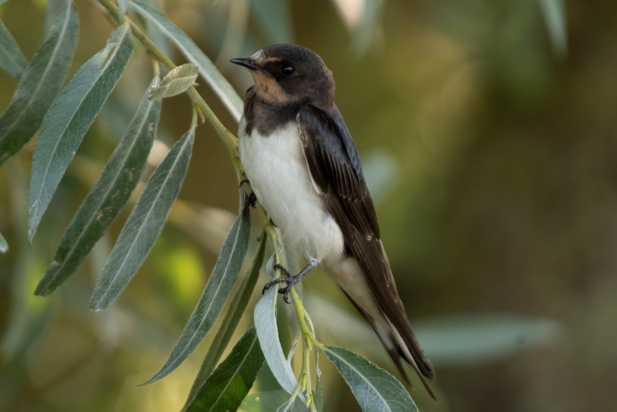Barn Swallow - ML477873081
