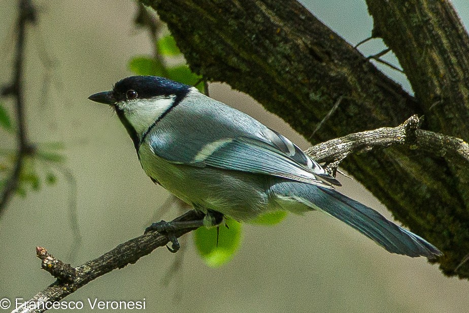 Great Tit (Turkestan) - Francesco Veronesi