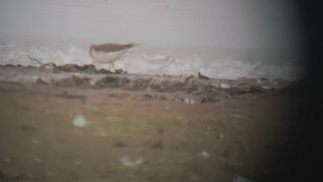 Temminck's Stint - ML477874741