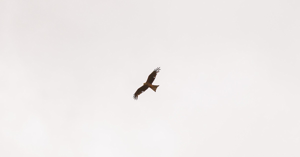Black Kite - Paul Rankin