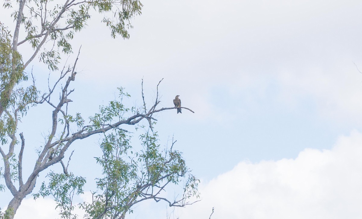 Black Kite - Paul Rankin