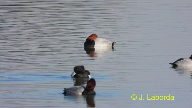 Tufted Duck - ML477875491