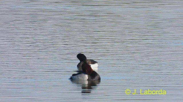 Tufted Duck - ML477875501