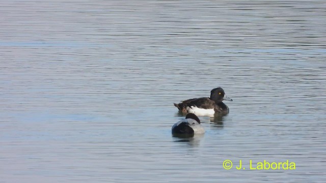 Tufted Duck - ML477875511