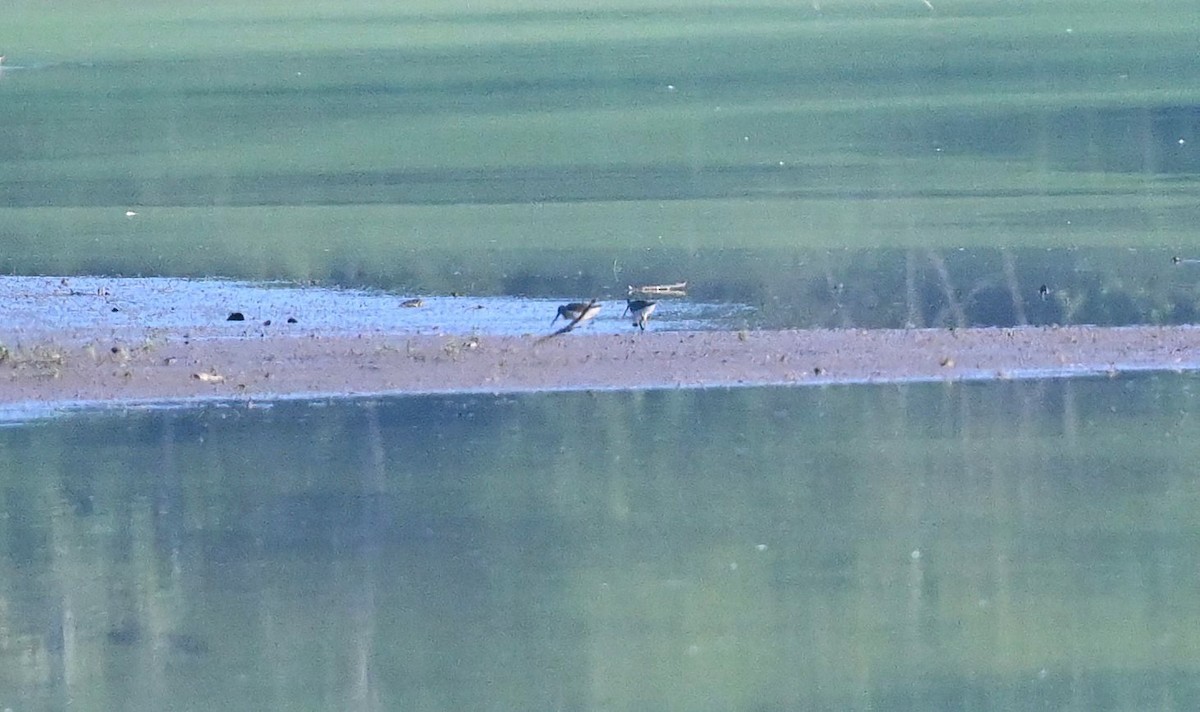 Short-billed Dowitcher - ML477878091