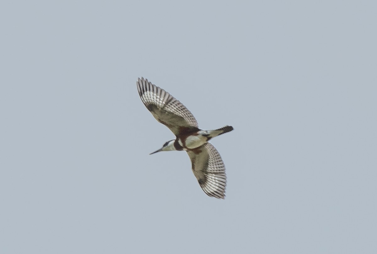 Belted Kingfisher - Annie Lavoie