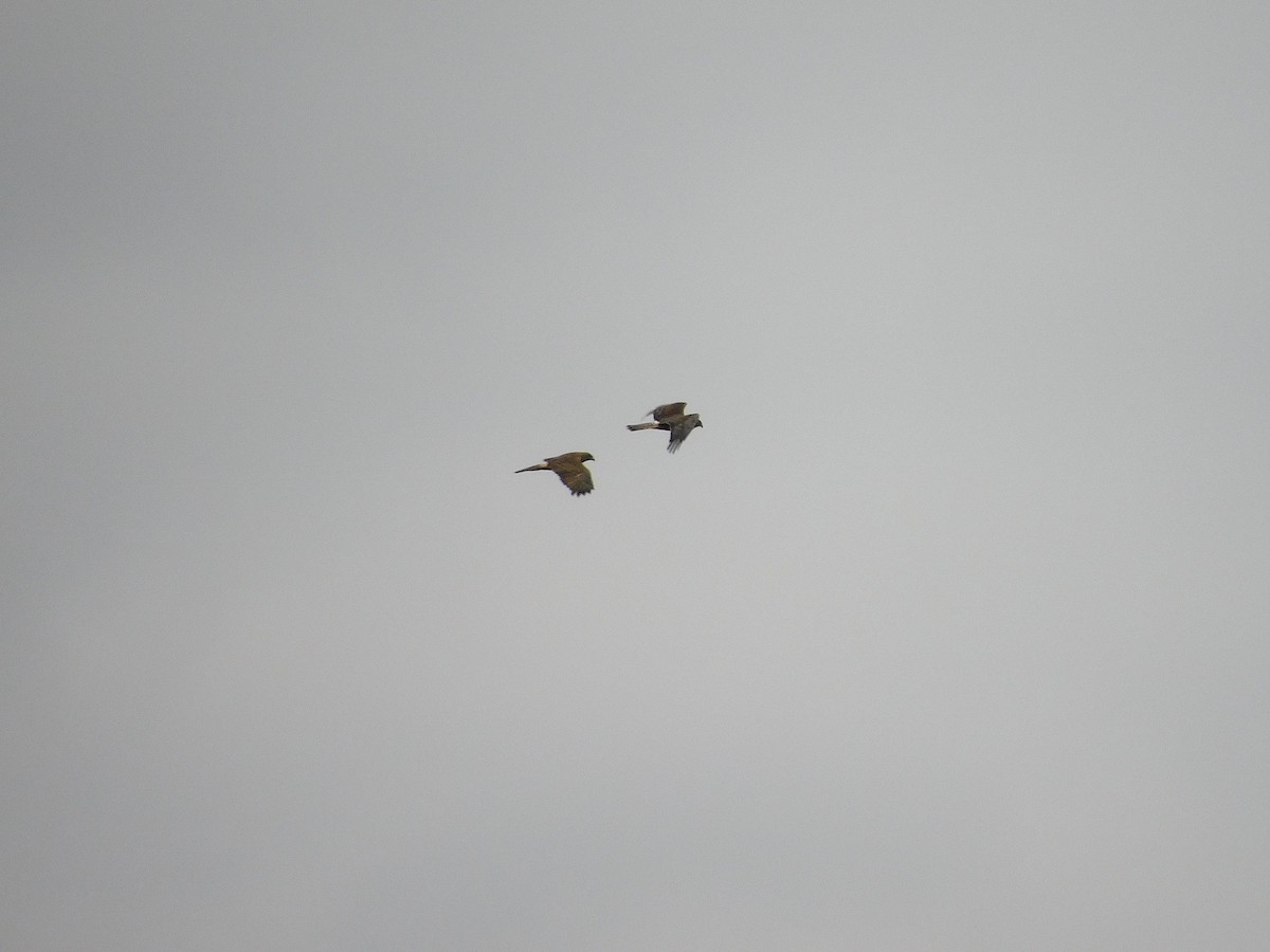 Swamp Harrier - ML477879291