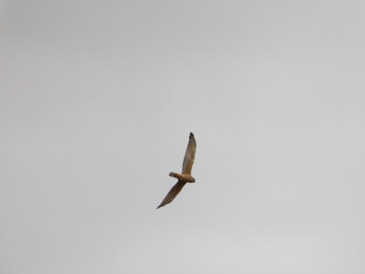 Aguilucho Lagunero del Pacífico - ML477879481